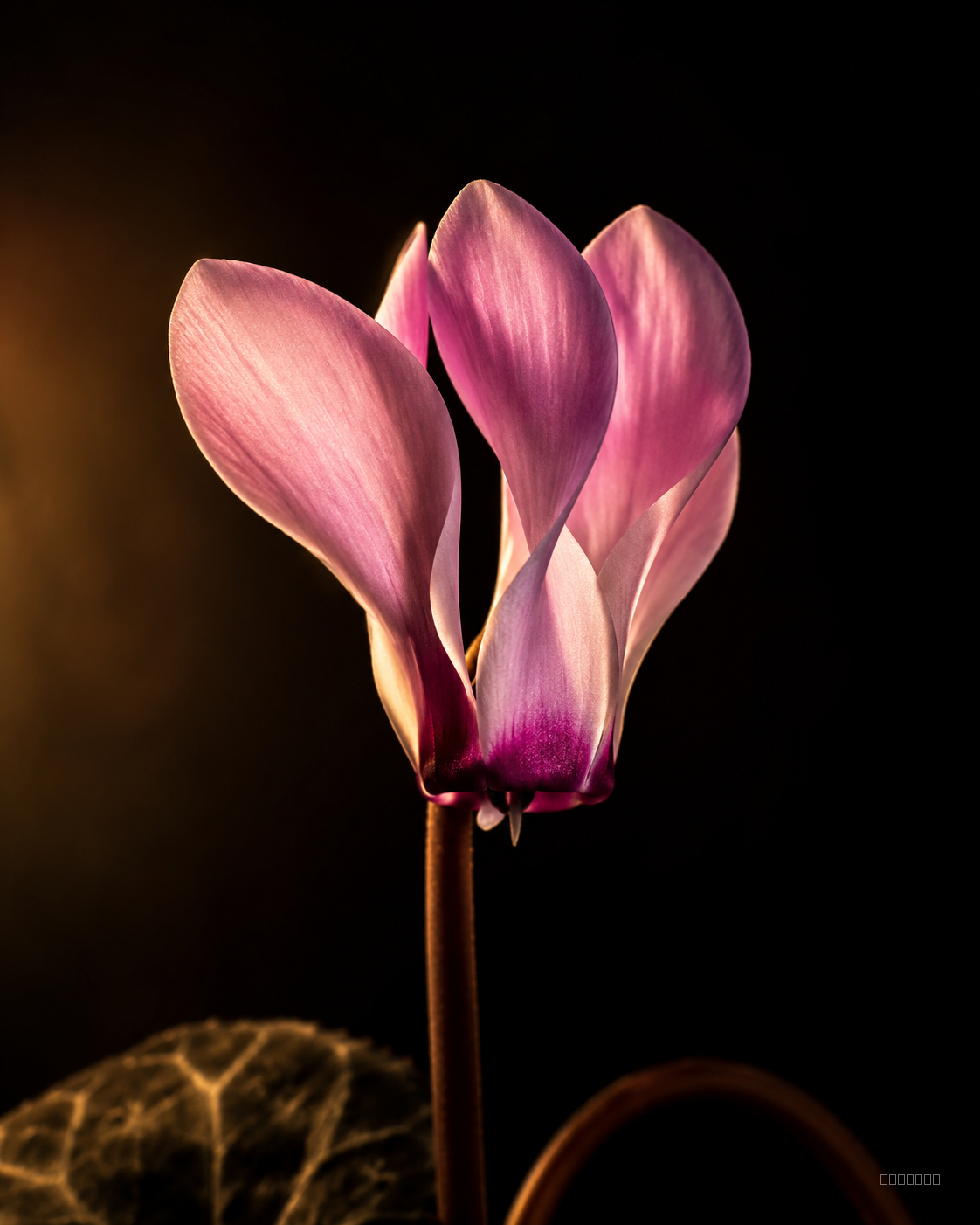 Cyclamen