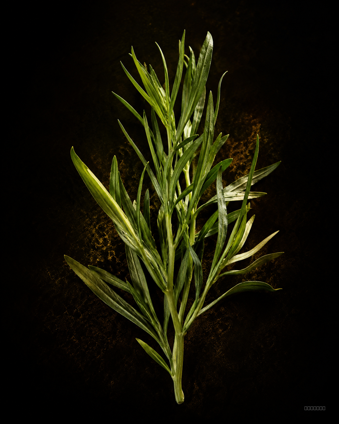 Estragon