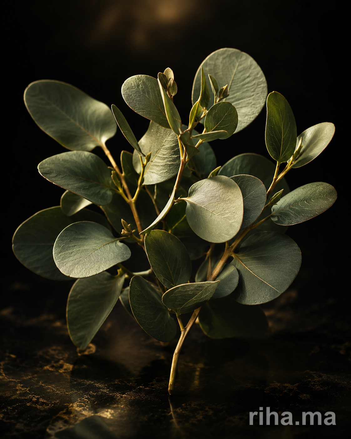 Eucalyptus