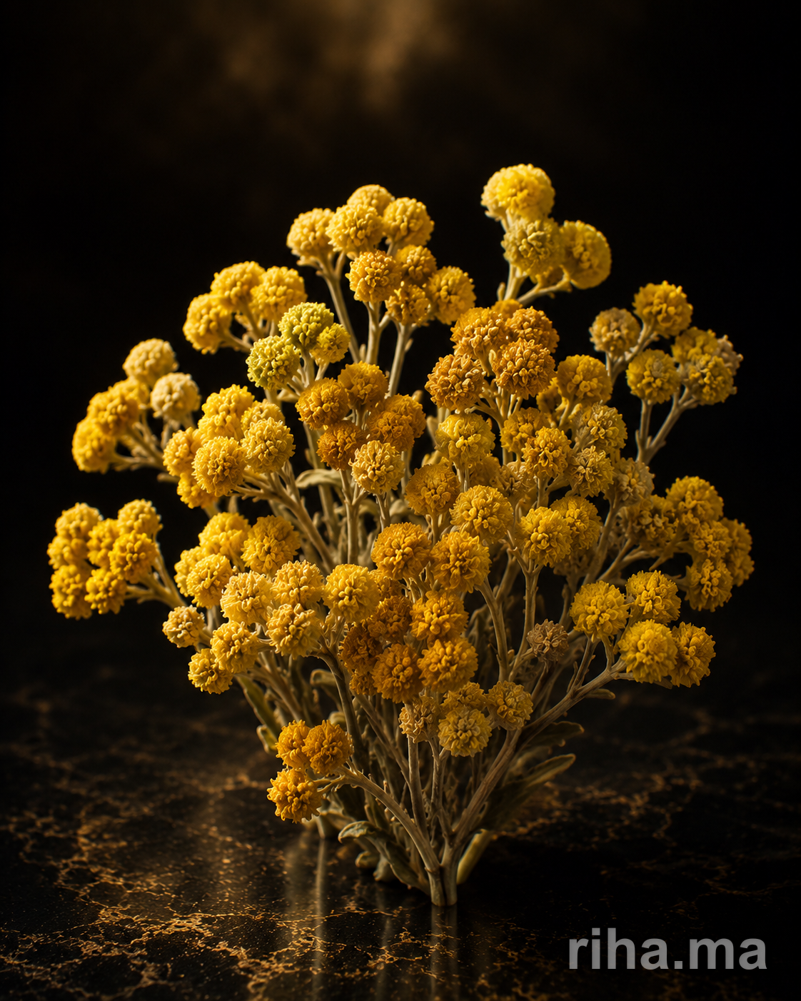 Immortelle