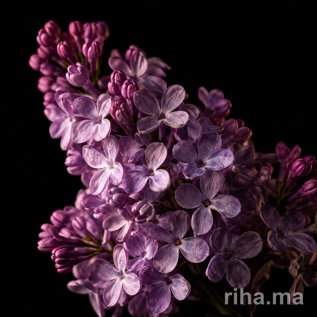 Lilas
