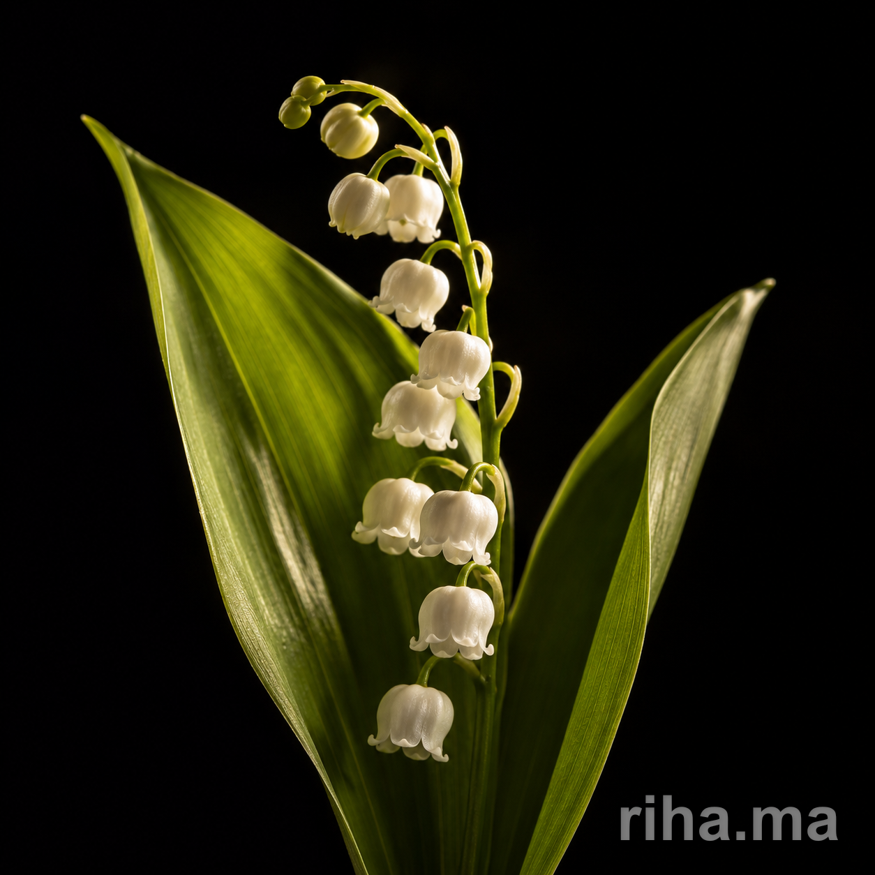 Muguet