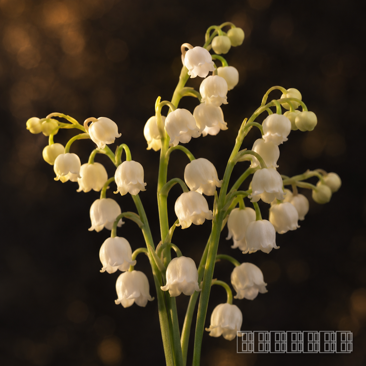 Muguet