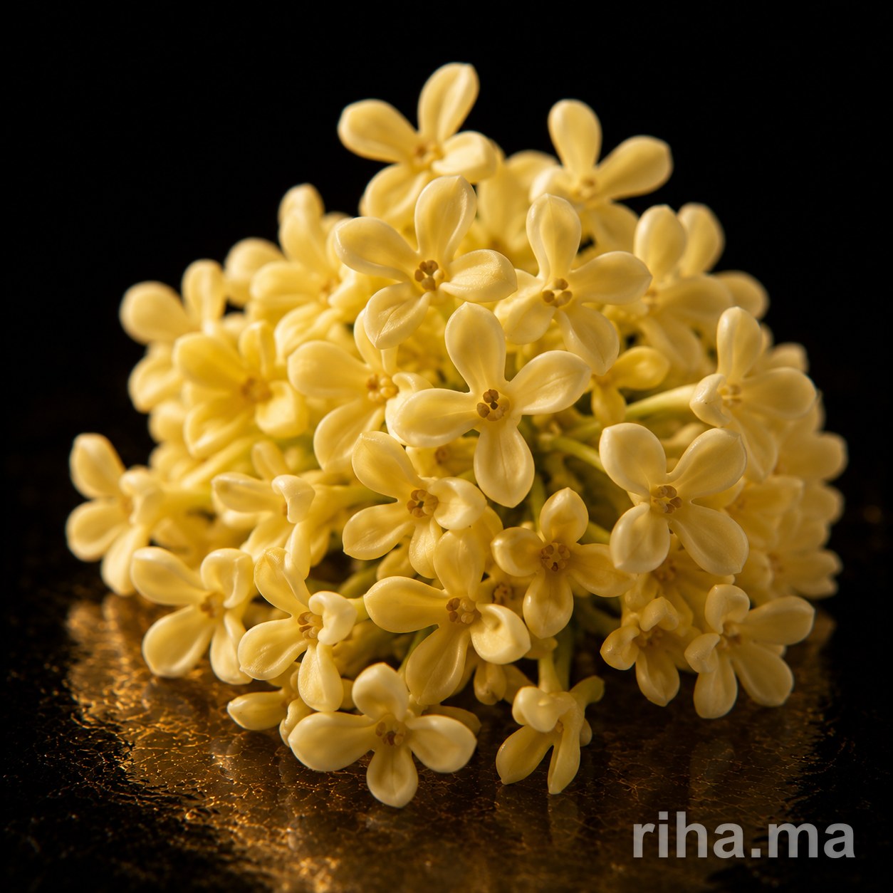 Osmanthus