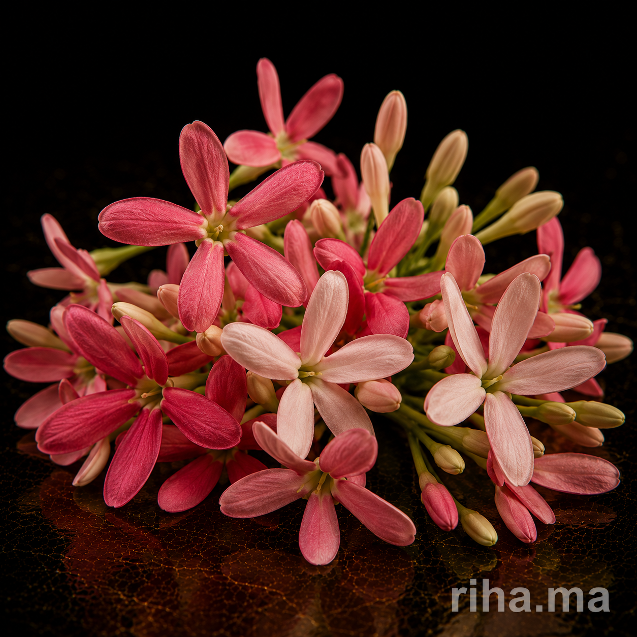 Rangoon Creeper