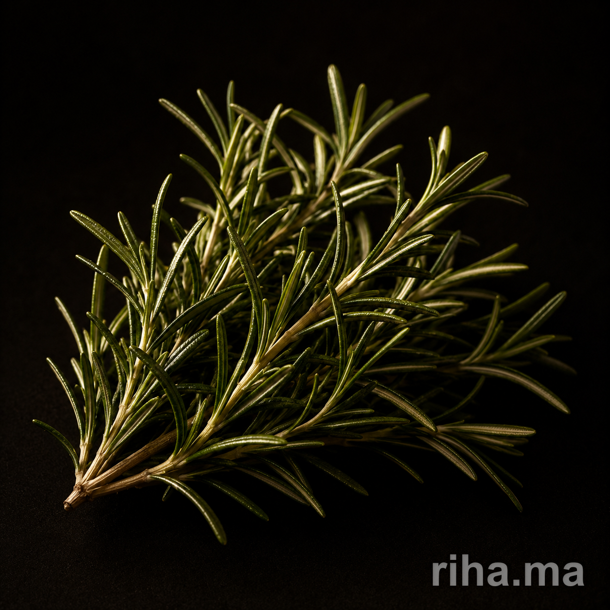 Romarin
