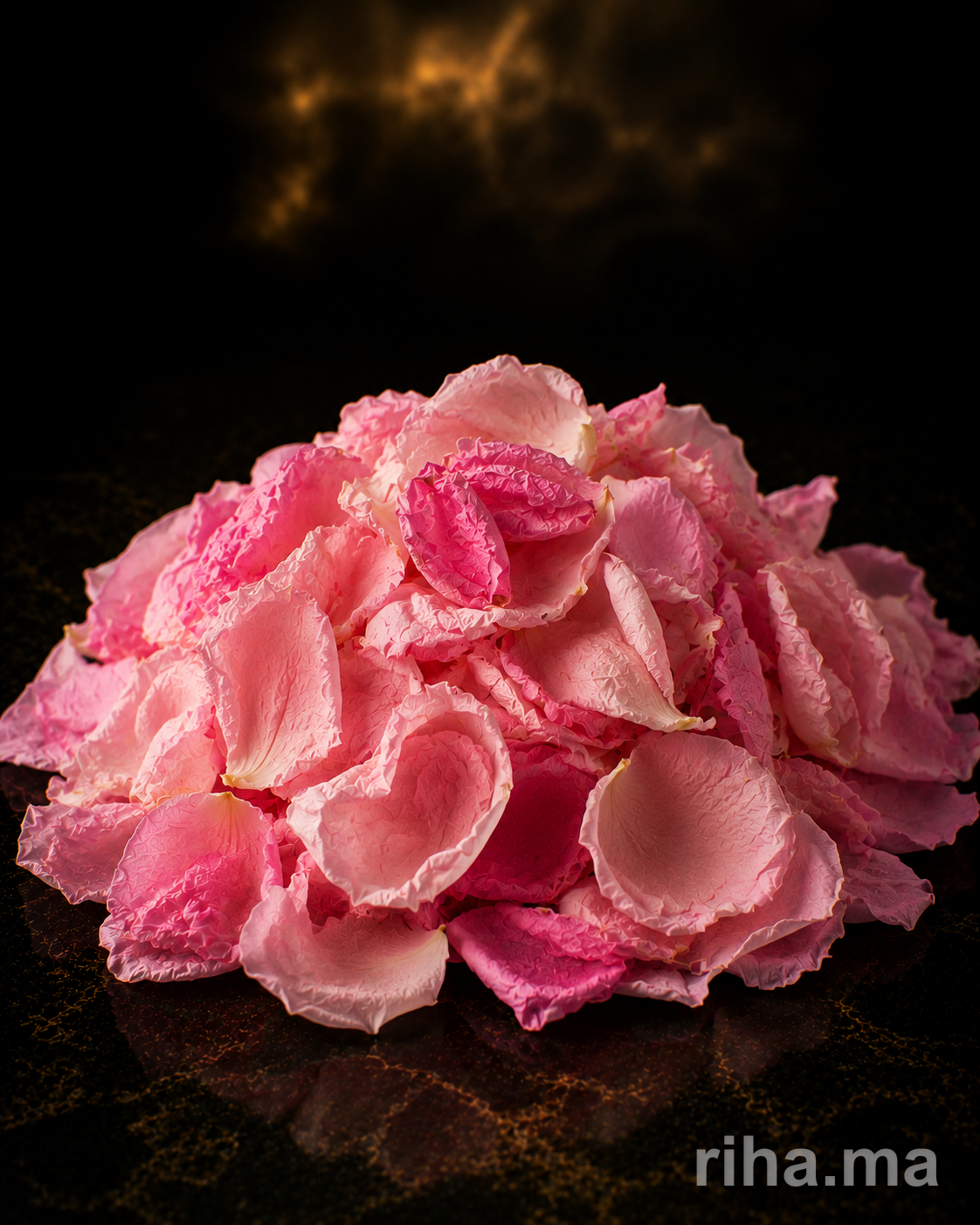 Rose Centifolia