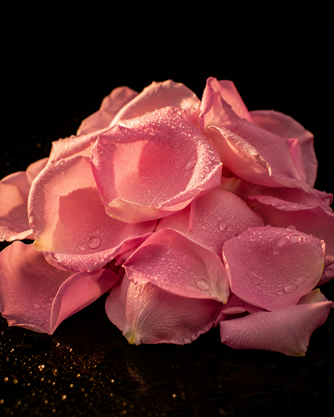 Rose française