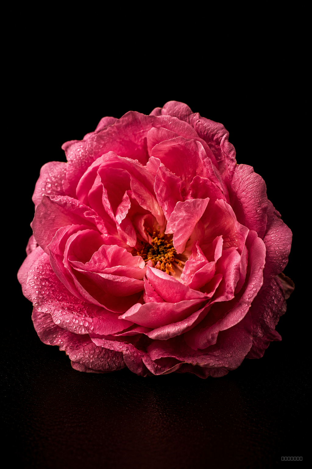 Rose marocaine