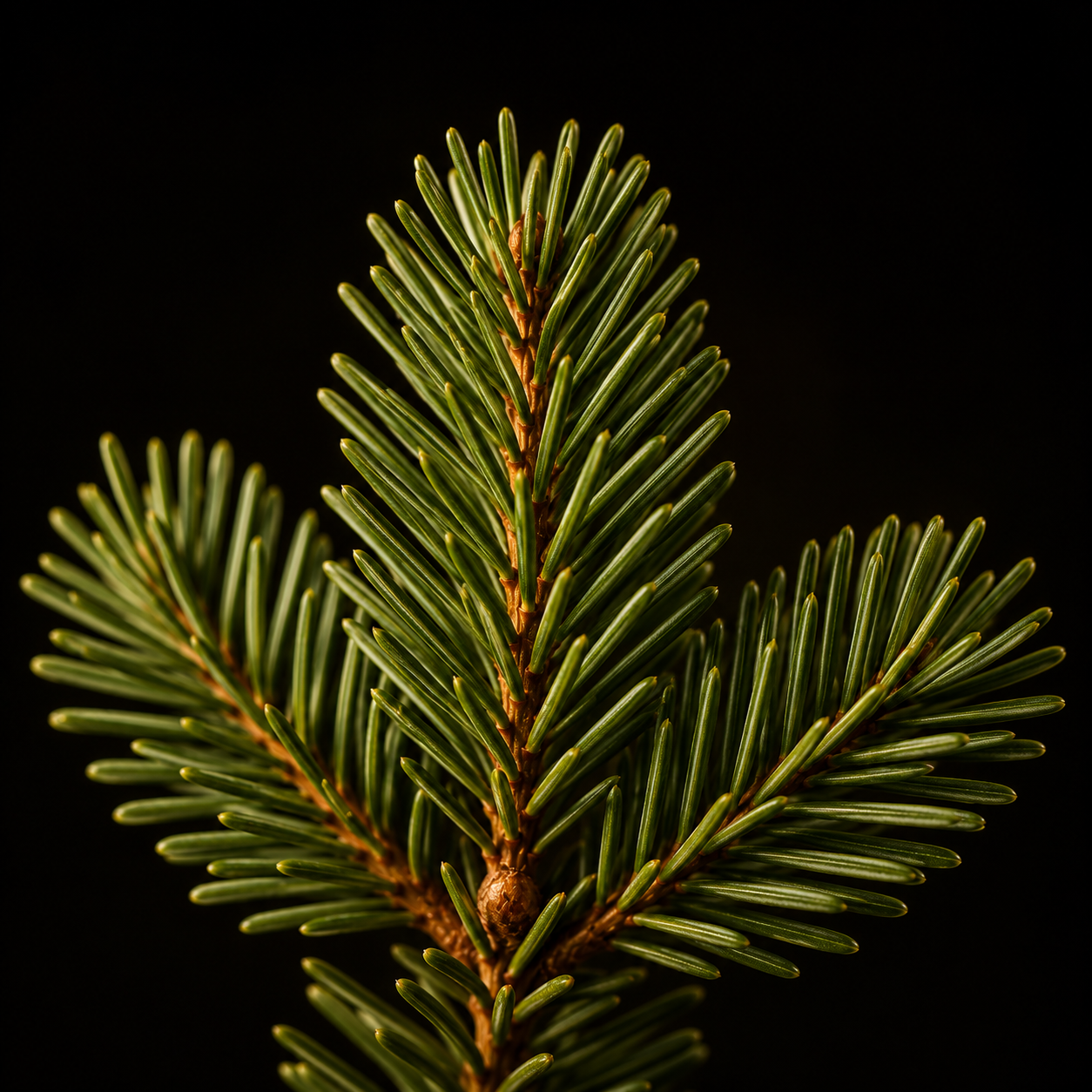 Sapin baumier