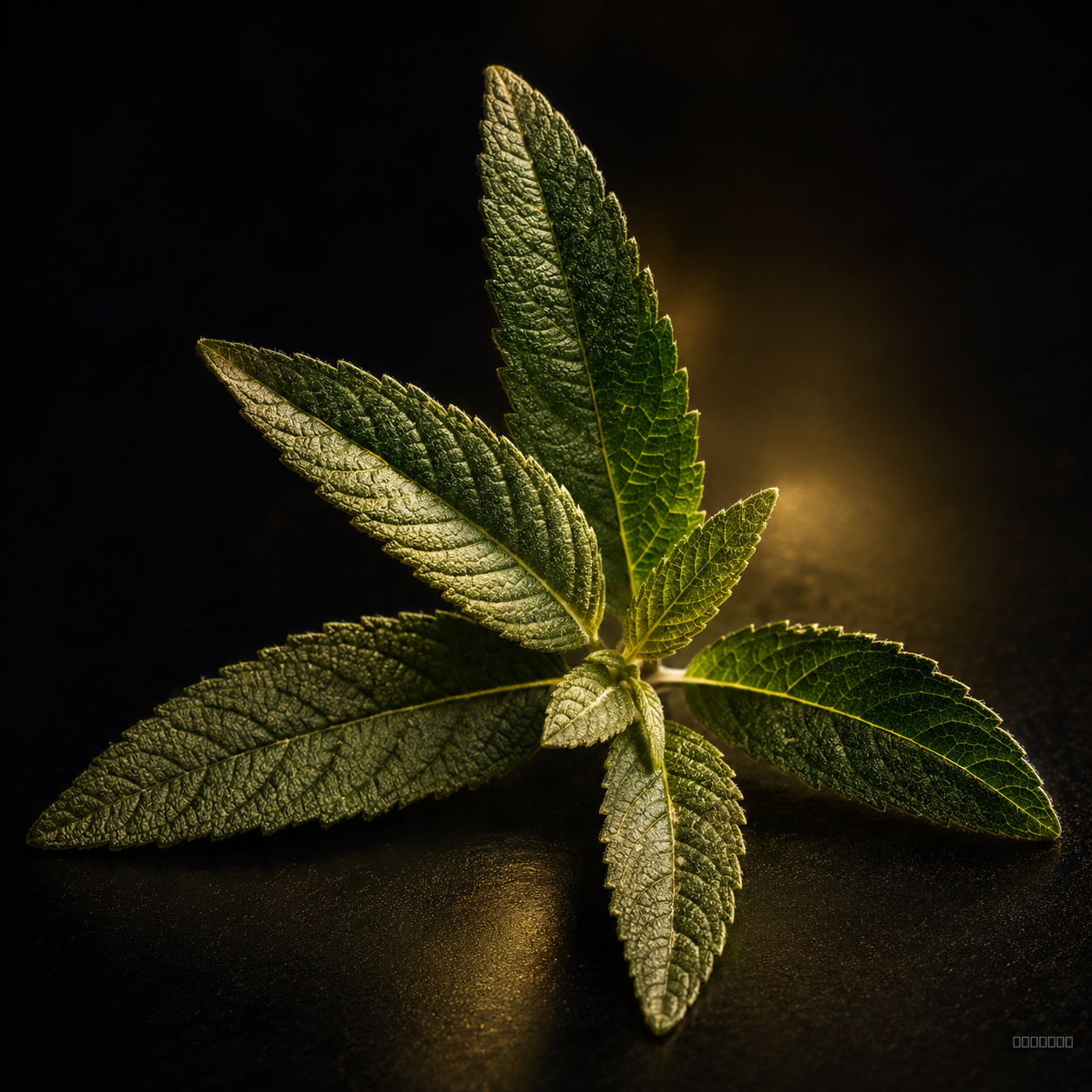 Verveine