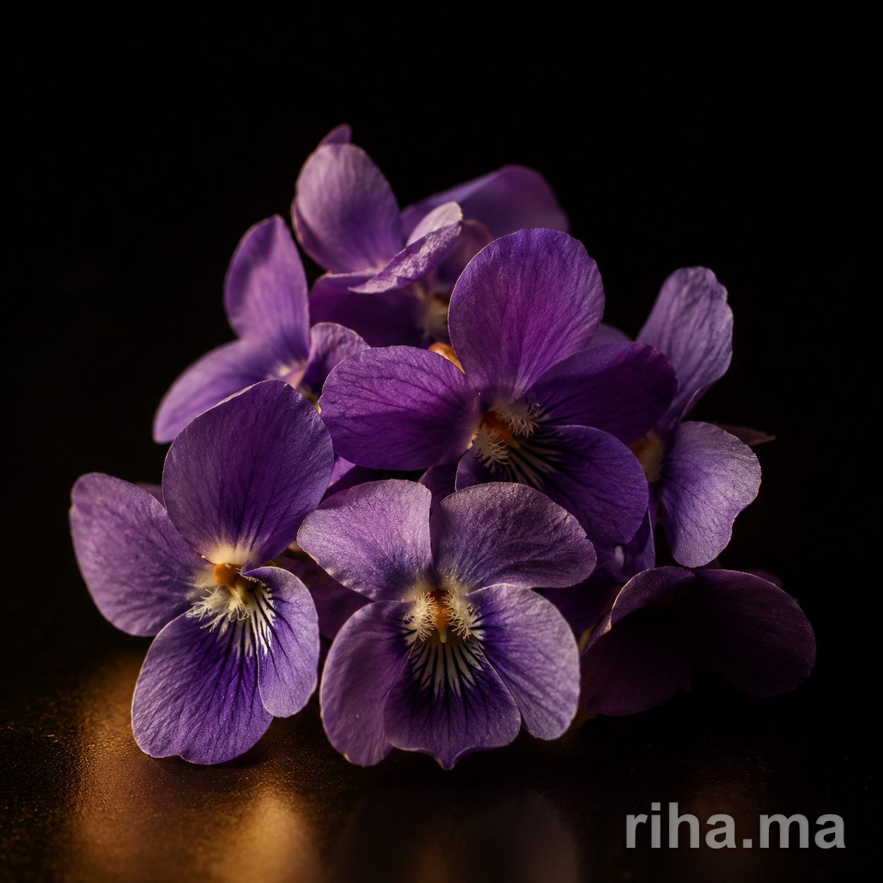 Violette