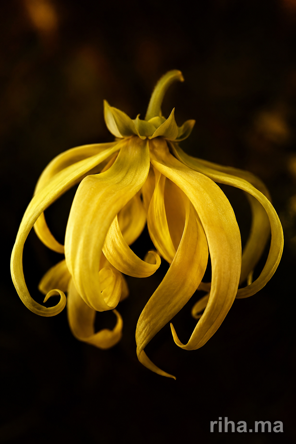 Ylang-Ylang