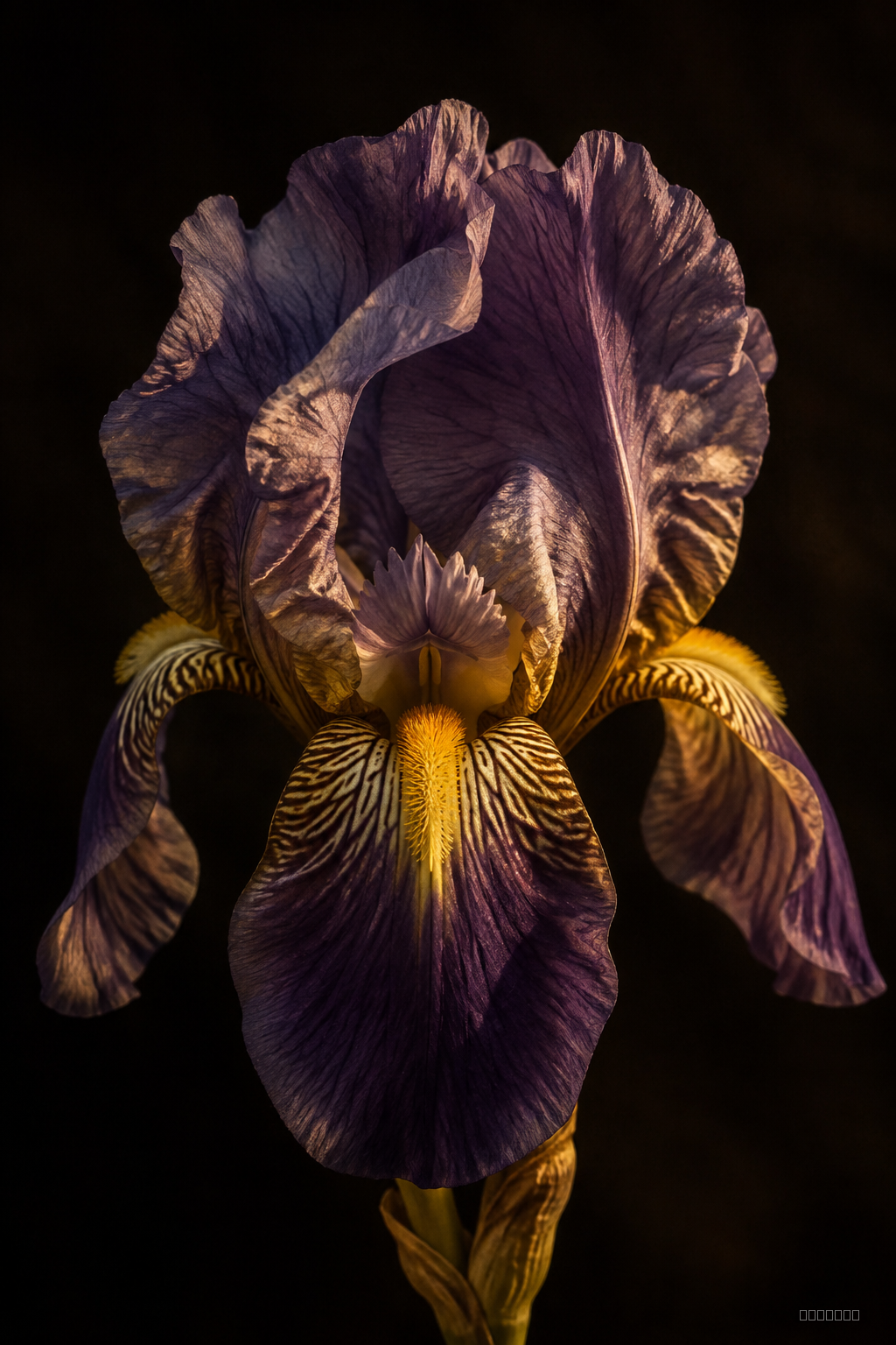 Fleur d'Iris