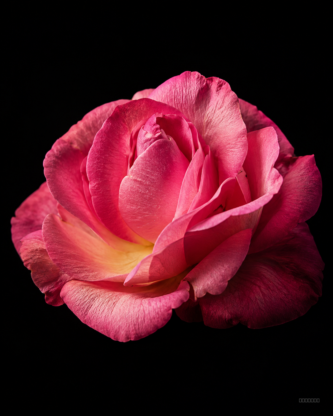 Rose de Grasse
