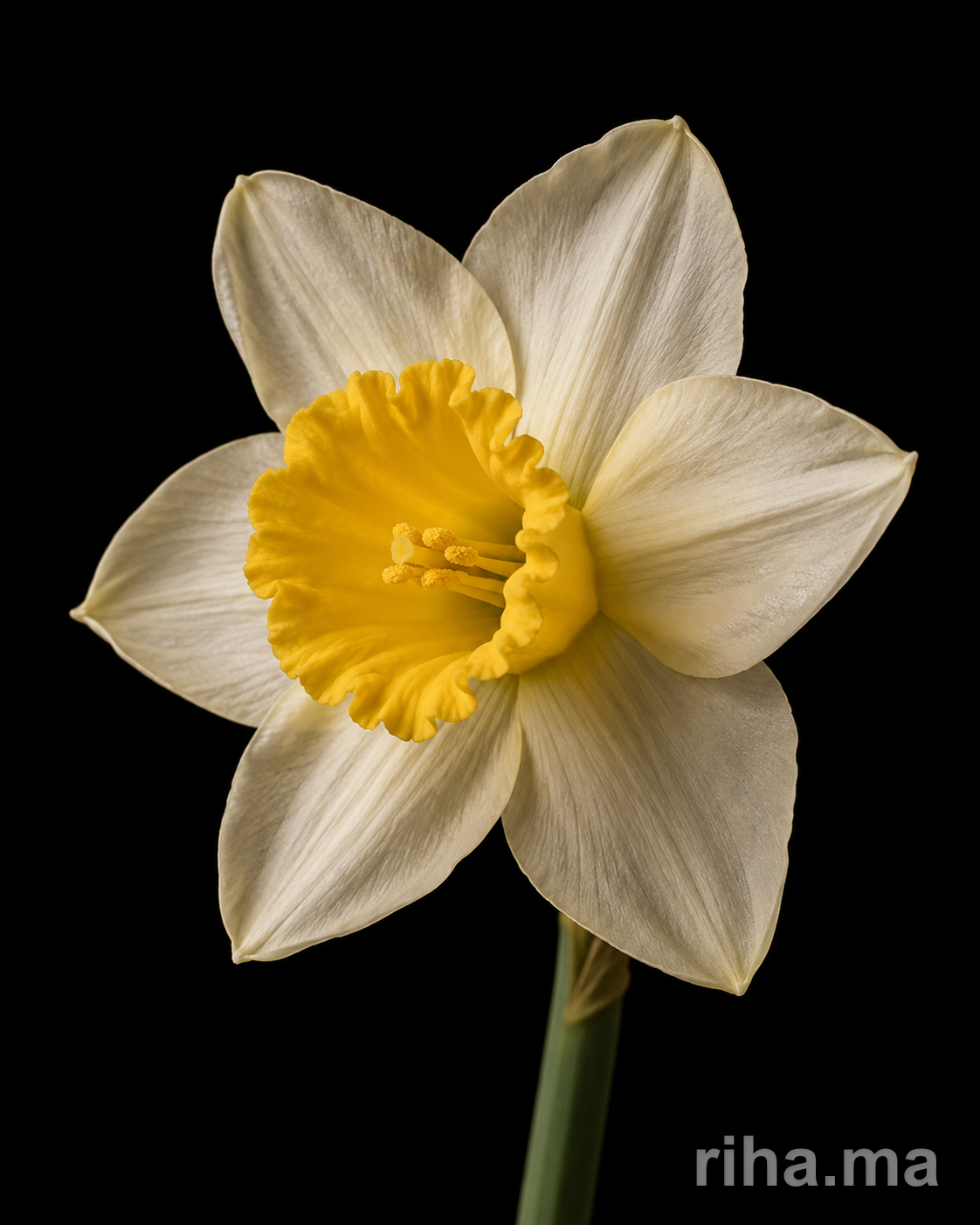 Narcisse