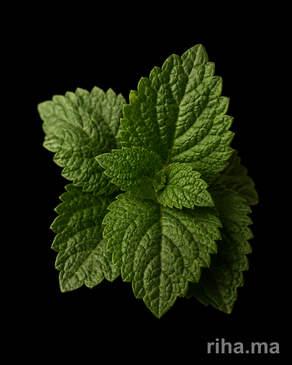 Patchouli